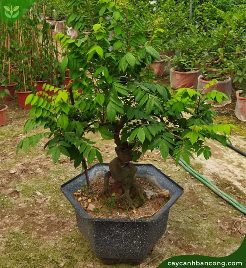 Cây khế bonsai loại nhỏ trồng trong chậu nhựa đẹp và đẳng cấp