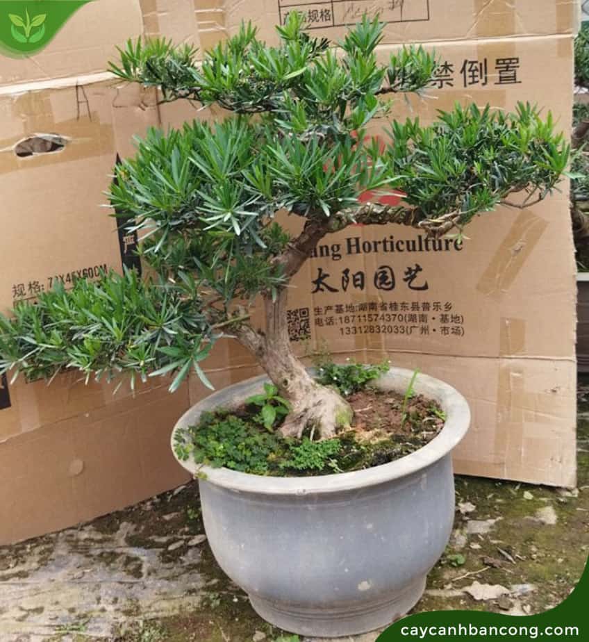 Tùng La Hán – một trong những loài cây cảnh để bàn được ưa chuộng nhất |  Cây Vạn Niên Tùng - Tùng lá hán
